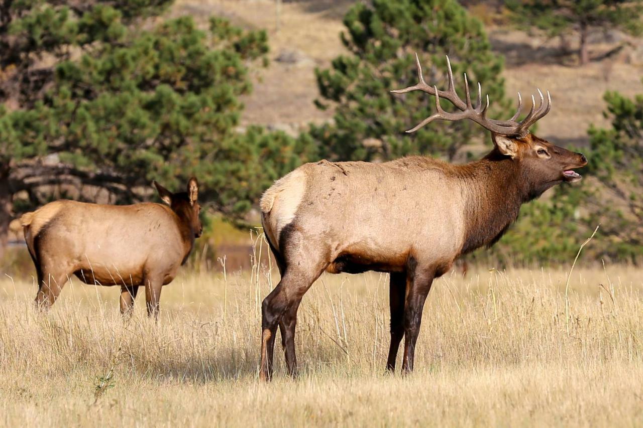 Villa Great Outdoors - Permit #3428 à Estes Park Extérieur photo